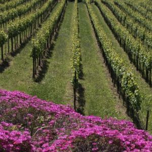 Quinta da Covela é a primeira vinícola portuguesa a receber o selo R.V.A